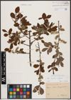 Foto von Salix aurita L. x Salix caprea L.